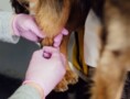 Veterinary Job Description Template