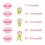 Tooth Eruption Chart Baby Teeth