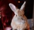 Flea Treatment For Rabbits Pets At Home