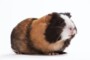 Guinea Pigs From Pets At Home